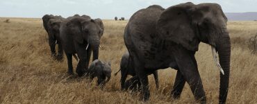 Serengeti National Park