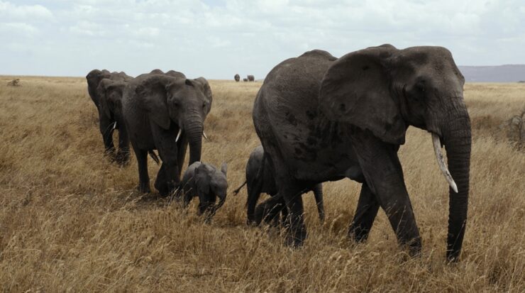 Serengeti National Park