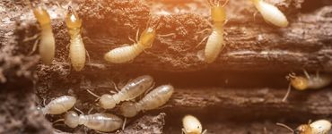 termite treatment