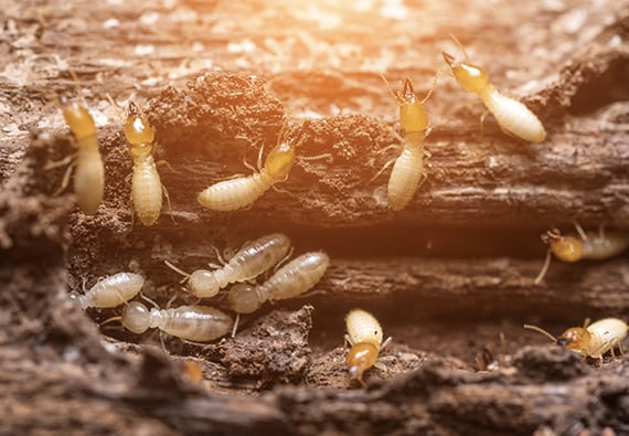 termite treatment