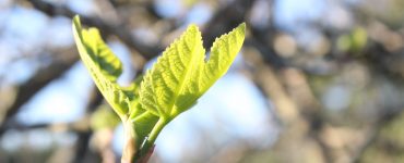 fig tree