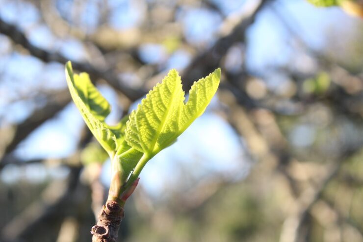 fig tree