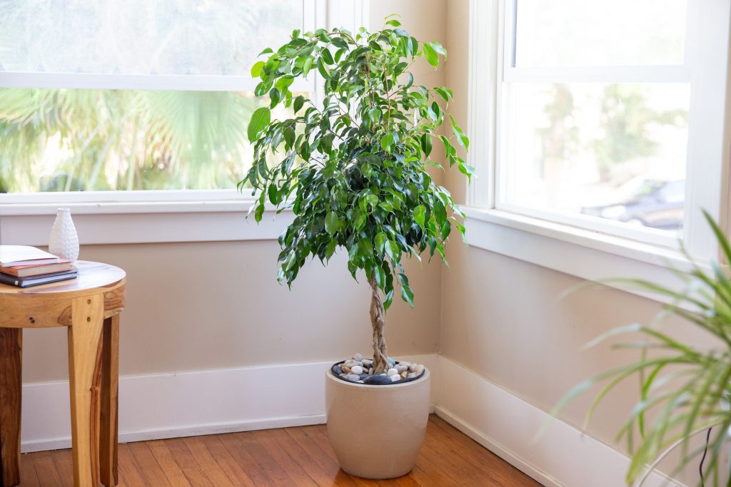 Helpful tips for pruning and shaping ficus trees Vel illum