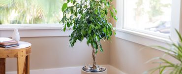 ficus trees