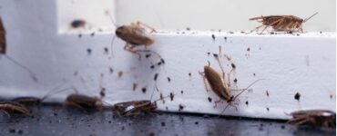 pests away from your house