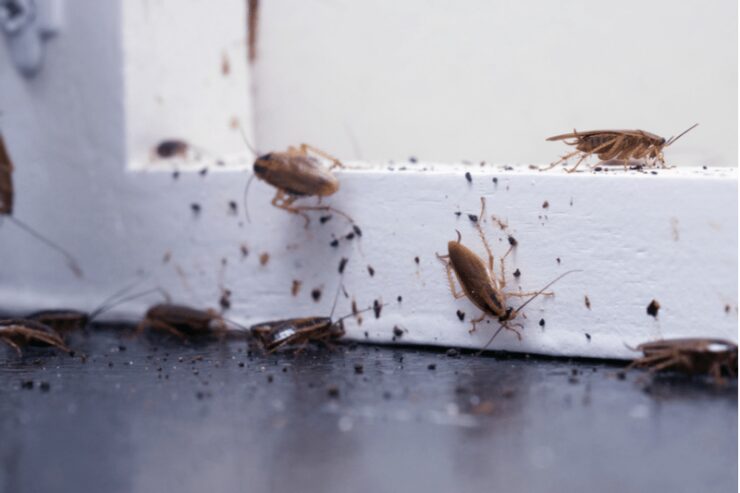 pests away from your house