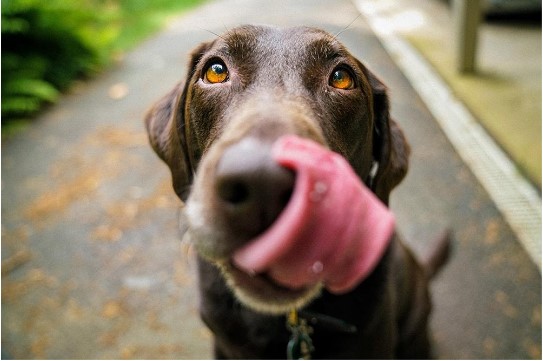 360° Dog Walker