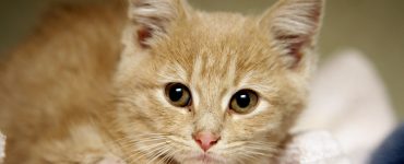 Understanding Cat Care