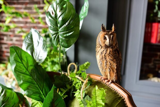 owl and green plant