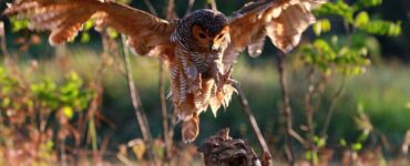 owl catches prey