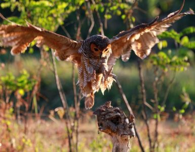 owl catches prey