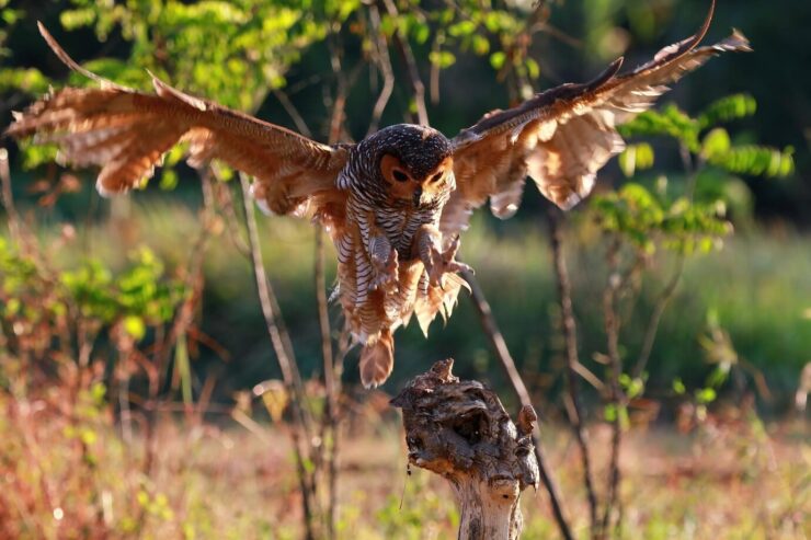 owl catches prey