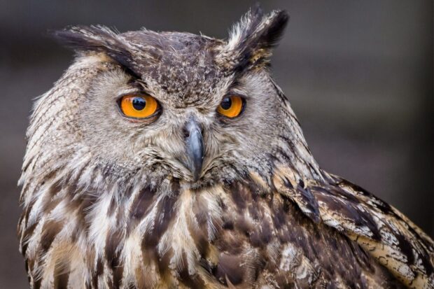 owl focus shot