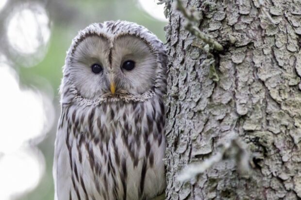 owl master of camouflage