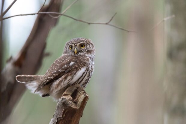 small owl on tree